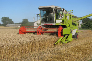 GUS: Zbiory zbóż niższe o 14 proc., rzepaku o 16 proc. 