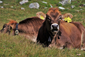 Alpy: Testy elektronicznych dzwonków dla krów