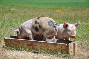Nie ma obowiązku zgłaszania do weterynarii hodowli świń na własny użytek - o Hruszowie c.d.