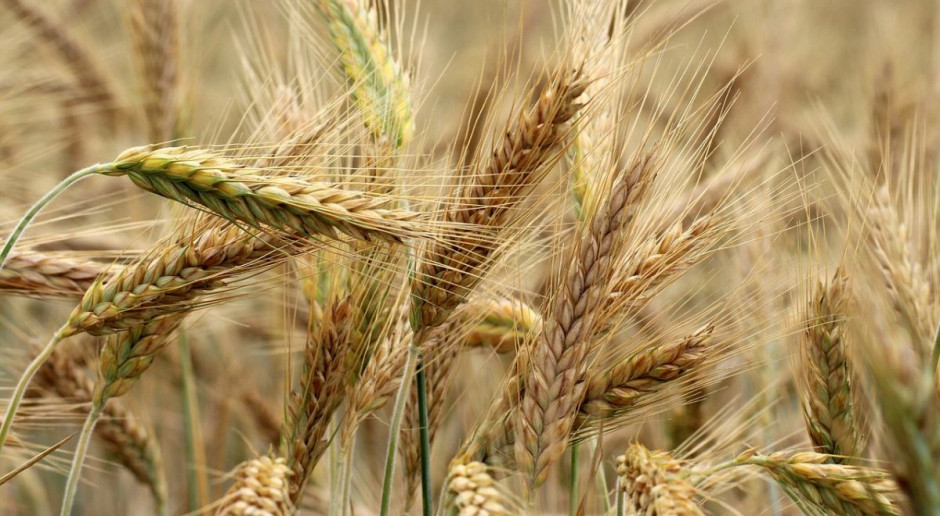 Jakość ziarna zbóż paszowych może okazać się bardzo niska