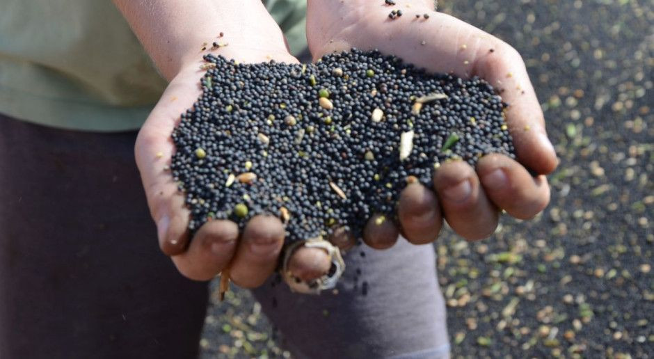 Średnia cena rzepaku to ok. 1570 zł/t Cena rzepaku stabilna, średnio po 1570 zł/t