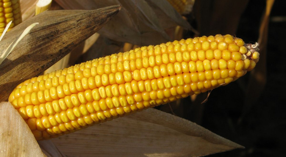 fot. M. Tyszka PIORiN skontroluje ewentualne uprawy GMO