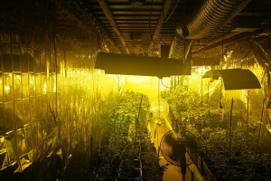 Marihuana z podziemnej plantacji i ogrodniczych szklarni