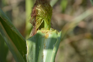 Upał obniża żywotność pyłku kukurydzy