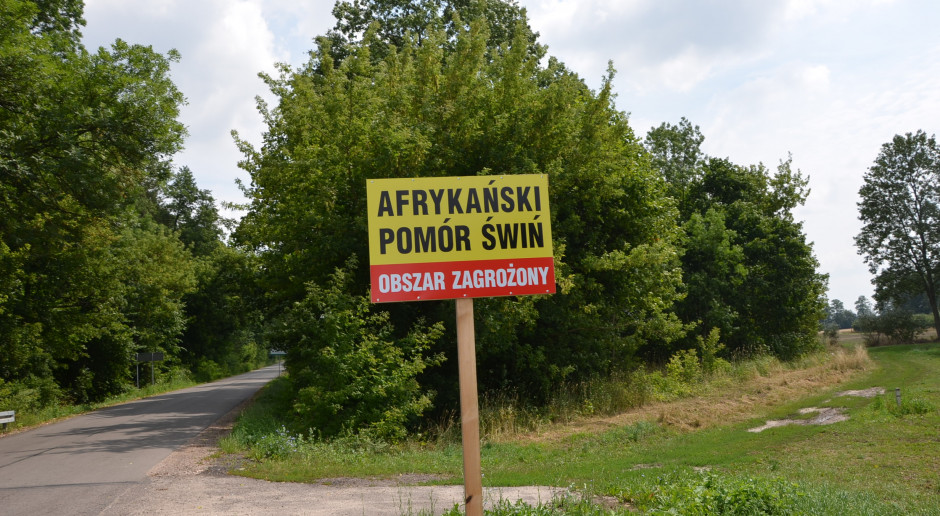 Fot. M. Tyszka Kolejne dwa ogniska ASF