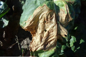 Poparzone liście buraka cukrowego z powodu pogody 