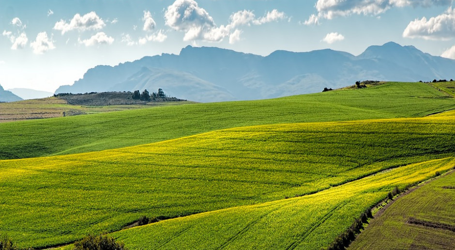 Fot.pixabay.com GMO na 190 milionach hektarów