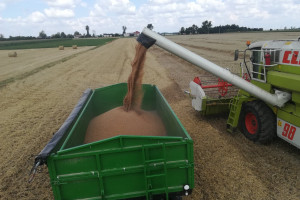 KFPZ: Żniwa blisko finiszu, zbiory zbóż ok. 21 mln t, cena wzrasta 