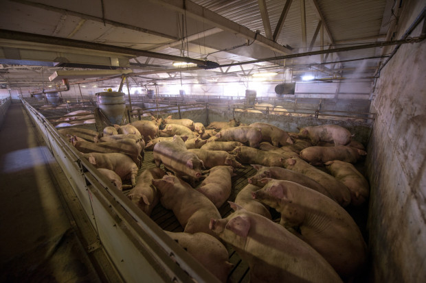 Dramatyczny spadek pogłowia świń w Niemczech