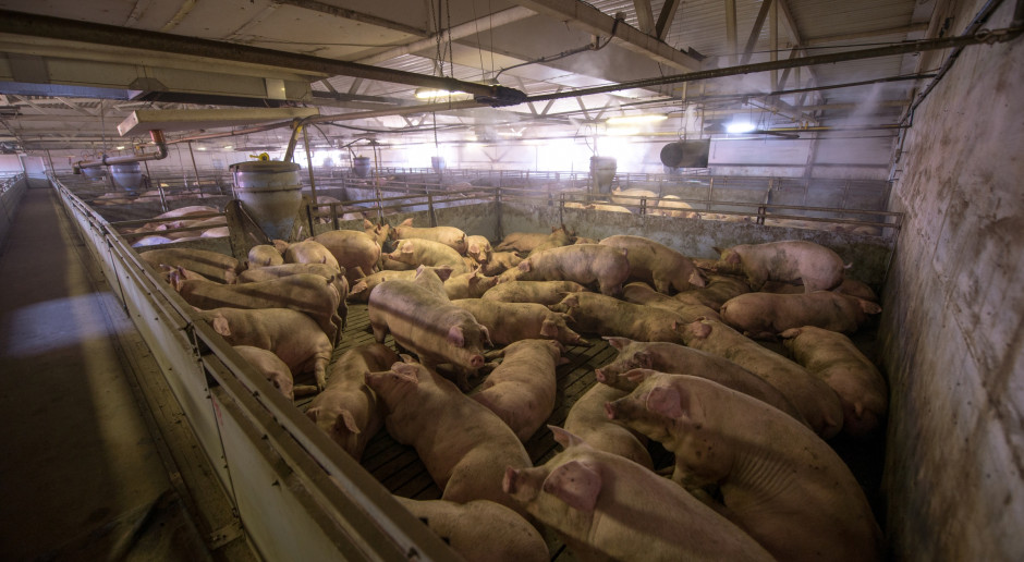Rolnicy z terenów objętych ASF mogą starać się o pomoc na likwidację hodowli świń
