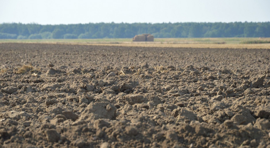 Przy wysokich zasobnościach gleby w składniki pokarmowe można ograniczyć nawożenie mineralne rzepaku ozimego; Fot. Katarzyna Szulc Nawożenie rzepaku przed siewem