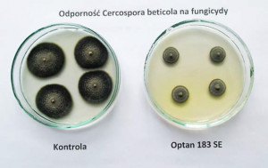 Wzrost grzybni Cercospora beticola na pożywce wolnej od fungicydów (kontrola) i na pożywce zawierającej preparat Optam 183 SE w ilości odpowiadającej stosowanej w warunkach polowych