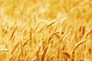 USDA: Mniejsza światowa prognoza produkcji pszenicy i zbóż paszowych