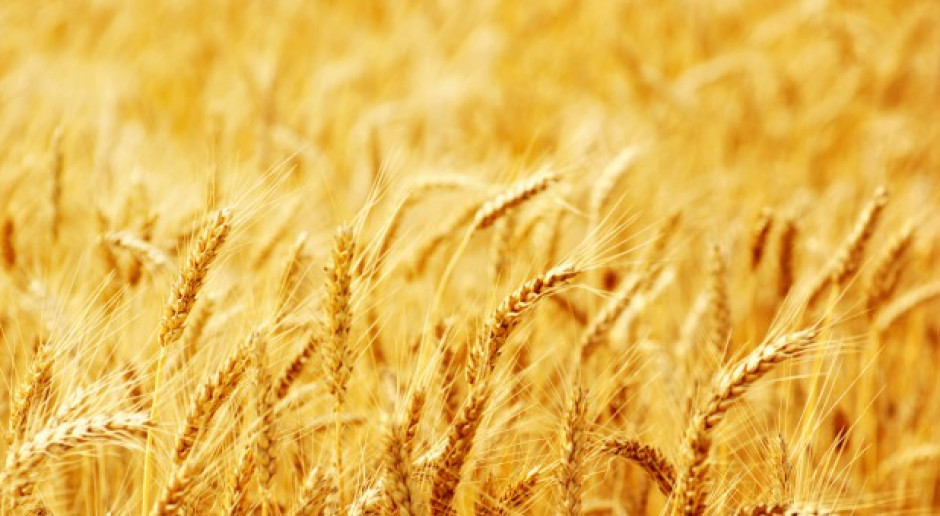 Fot. Shuttestock USDA: Mniejsza światowa prognoza produkcji pszenicy i zbóż paszowych