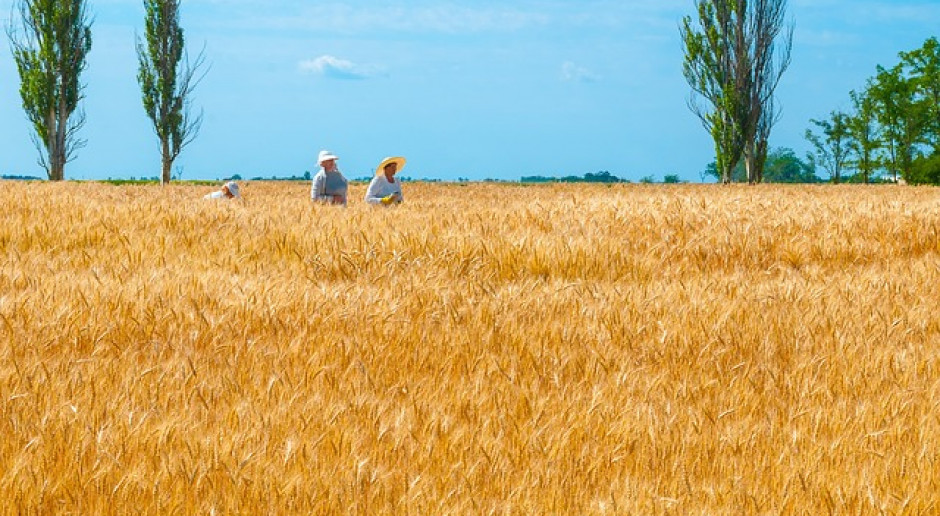 Fot.pixabay.com Ukraina: Zebrano 33 mln ton zbóż i bobowatych