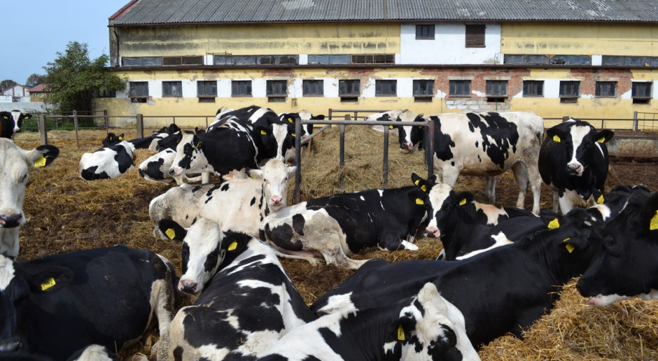 Określenie terminu inseminacji jałówki powinno być kwestią indywidualną, fot.Ł.Ch. Kiedy inseminować jałówki?