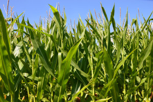 Uprawy kukurydzy są pomijane w trakcie oceny strat suszowych