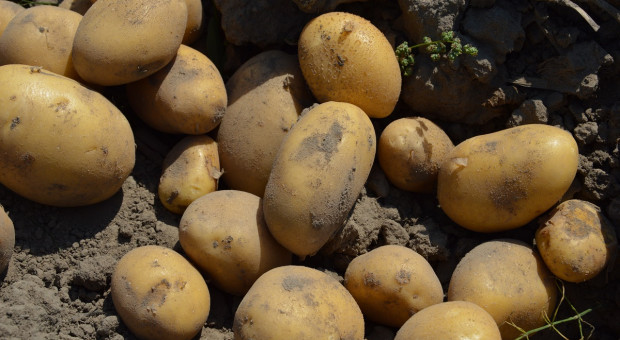 Obrót ziemniakami tylko z oznakowaniem
