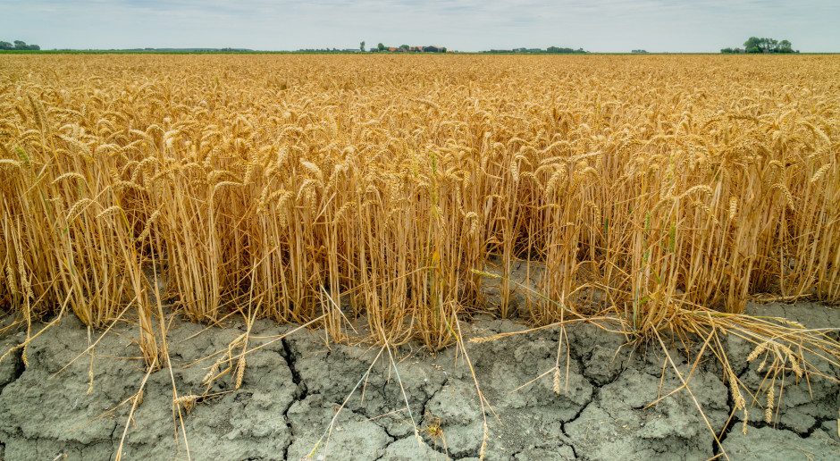 fot. Shutterstock Umowa sprzedaży zobowiązuje rolnika, a czy wystąpienie klęski zobowiązuje rząd do jej potwierdzenia?
