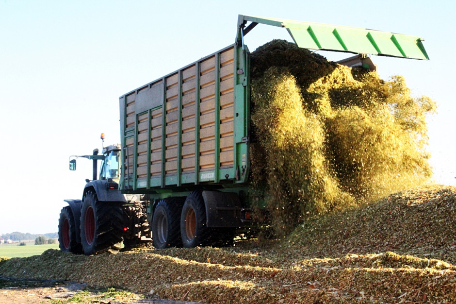 Z powodu suszy zbiory kukurydzy kiszonkowej musiały zostać przyspieszone; Fot. A. Kobus