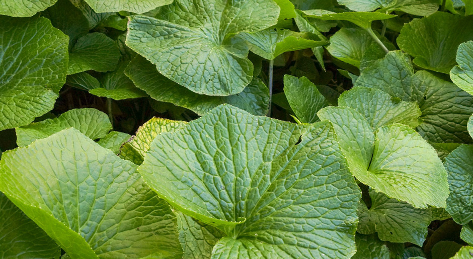Fot. Shutterstock Japoński chrzan z tajnej farmy pod Radomiem