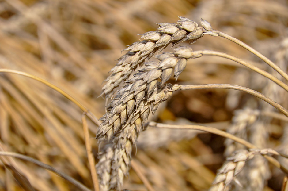 Odpowiedni dobór odmian pszenicy ozimej ma znaczący wpływ na na końcowy plon: Fot; W. Konieczny