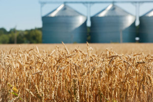 Cena zbóż nadal rośnie, spada rzepaku 