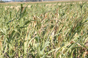 CIR: 1000 zł na hektar dla rolników za straty w uprawach przekraczające 70 proc.