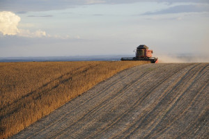 IGC: W sierpniu wzrosła prognoza światowej produkcji soi 