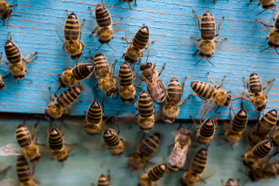 Naukowcom udało się wyszkolić pszczoły, aby wyczuwały koronawirusa, fot. Shutterstock
