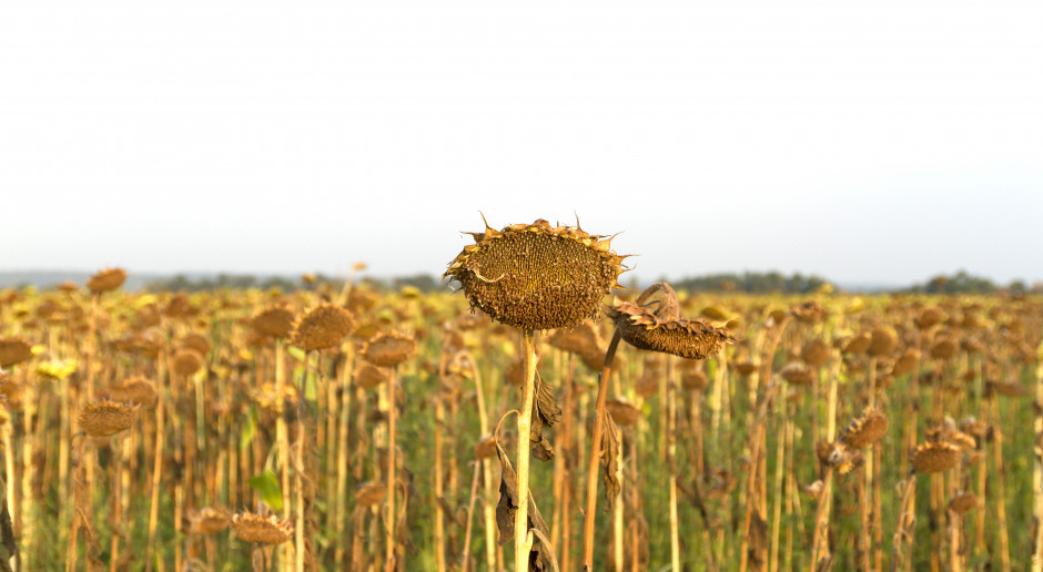 Fot. Shutterstock Wojewoda podlaski: Straty w regionie spowodowane suszą - znaczące