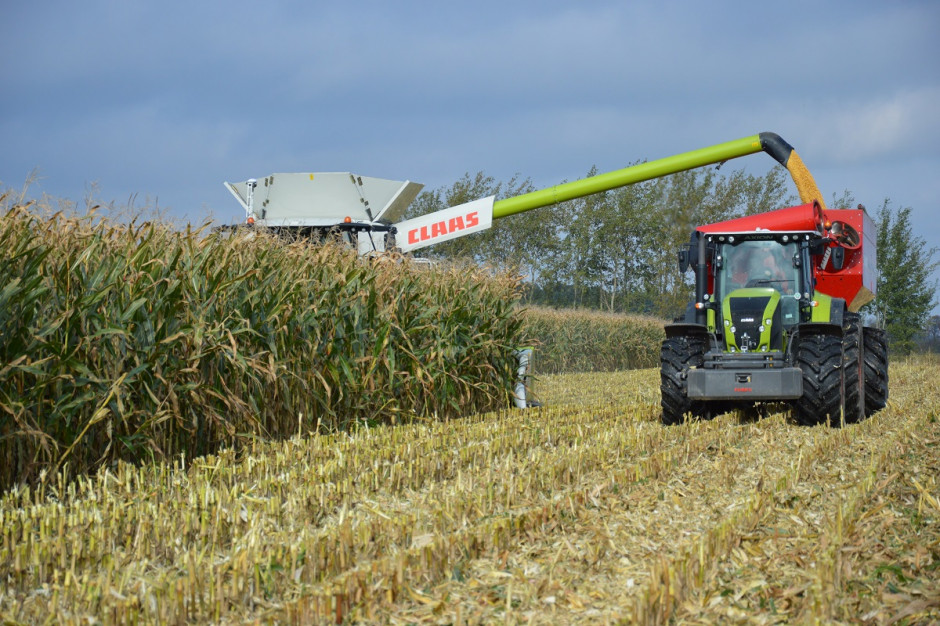 W ubiegłym roku ustanowiono rekord zbioru kukurydzy ziarnowej; Fot. Katarzyna Szulc