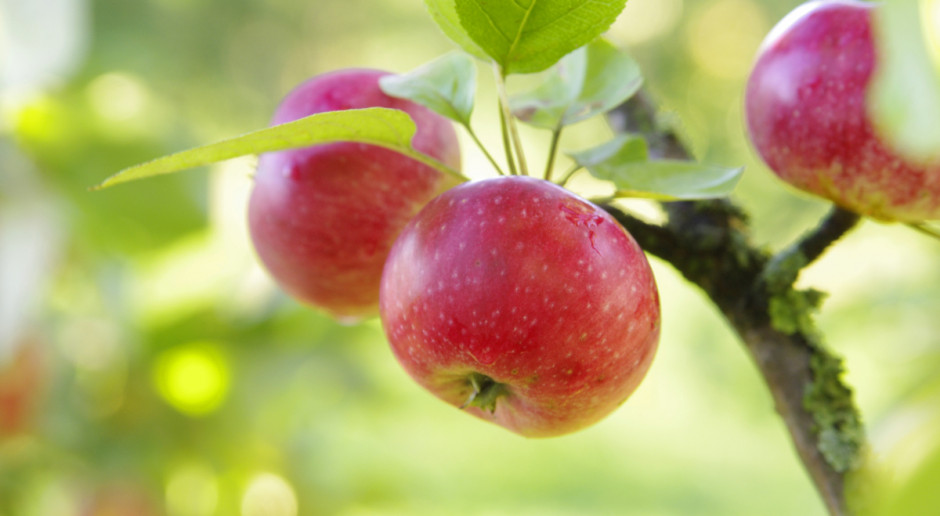 KUPS: Trzeba zróżnicować produkcję jabłek
