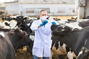 Krowy pomogą w walce z COVID-19?