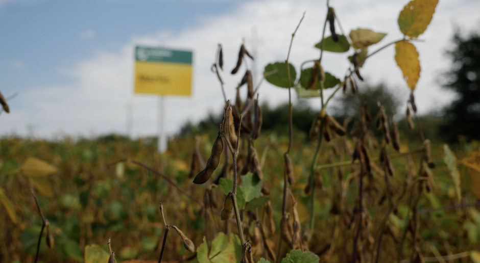 Plantacja soi na końcówce wegetacji; Fot. AS Soja gotowa do zbioru