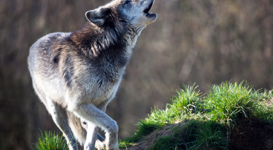 Fot. Shutterstock Wilki zagryzły owce; leśnicy uspokajają – ludzie są bezpieczni