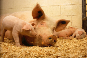 Hodowli świń mamy o jedną czwartą mniej niż w 2015 roku
