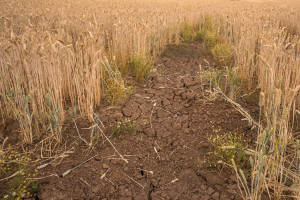 ARiMR: Ok. 600 mln zł dla poszkodowanych przez suszę