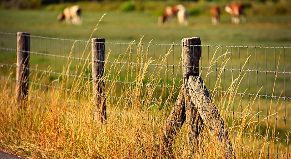 Fot. pixabay.com Niemcy: Raport ze zbiorów w 2018 r.