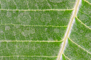 Monitoring fotosyntezy może zapobiegać katastrofom ekologicznym? Badacz proponuje mobilny ambulans ekologiczny