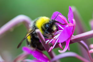 Opryski zmieniają sposób, w jaki trzmiele i pszczoły „widzą” kwiaty