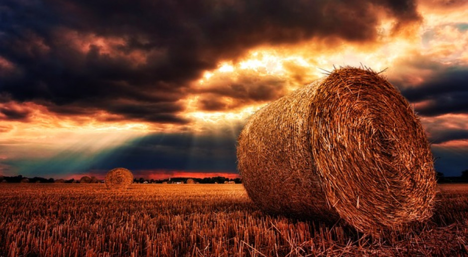 Fot.pixabay.com Białoruś: Zbiory zbóż były słabe