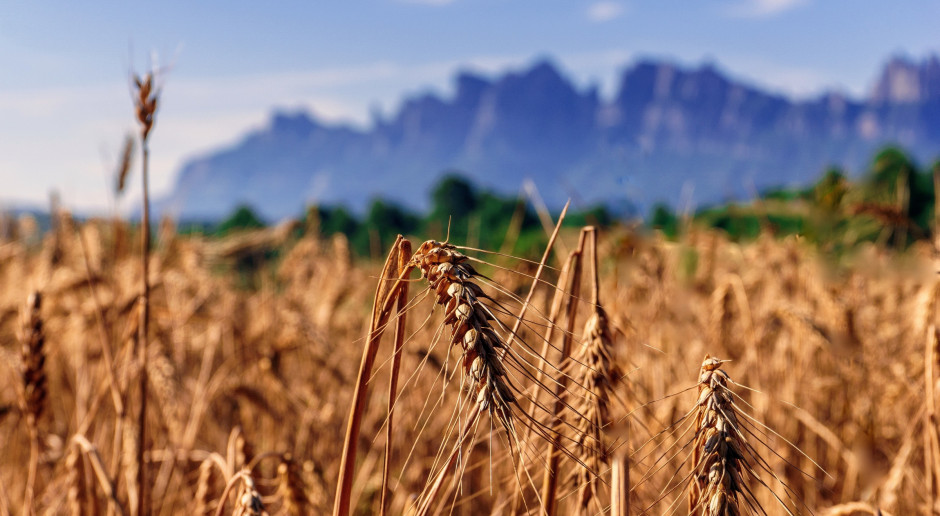 fot. Pixabay MRiRW: Trwają prace nad wzorem umowy „na dostarczenie produktów rolnych”