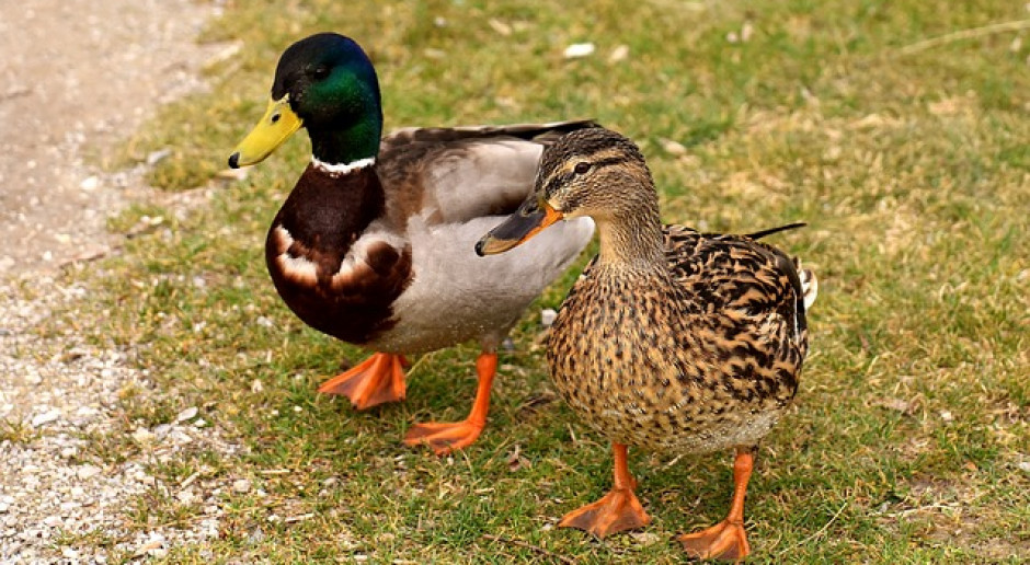 Fot.pixabay.com Niemcy: Początek jesiennej ptasiej grypy