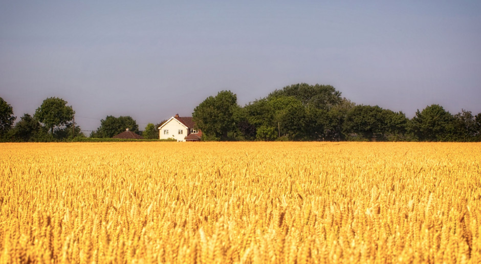 fot. Shutterstock ASF nie zakłócił skupu zbóż