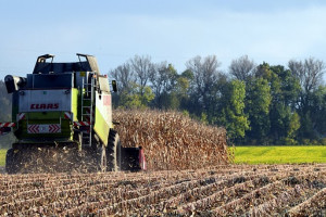 Ukraina: Początek zbioru kukurydzy