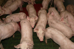 1200 świń padło w holenderskiej chlewni