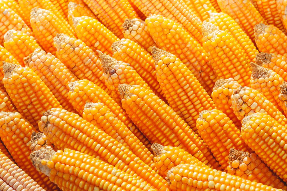 Kukurydza ziarnowa w tym roku jest bardzo szybko zbierana, fot. Shutterstock