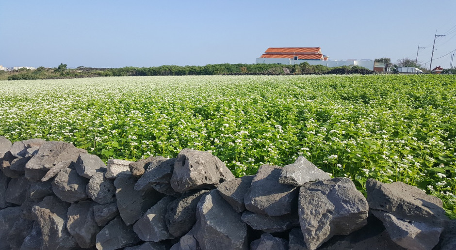 Fot.pixabay.com Ukraina: Zebrano prawie 35 mln ton zbóż i bobowatych