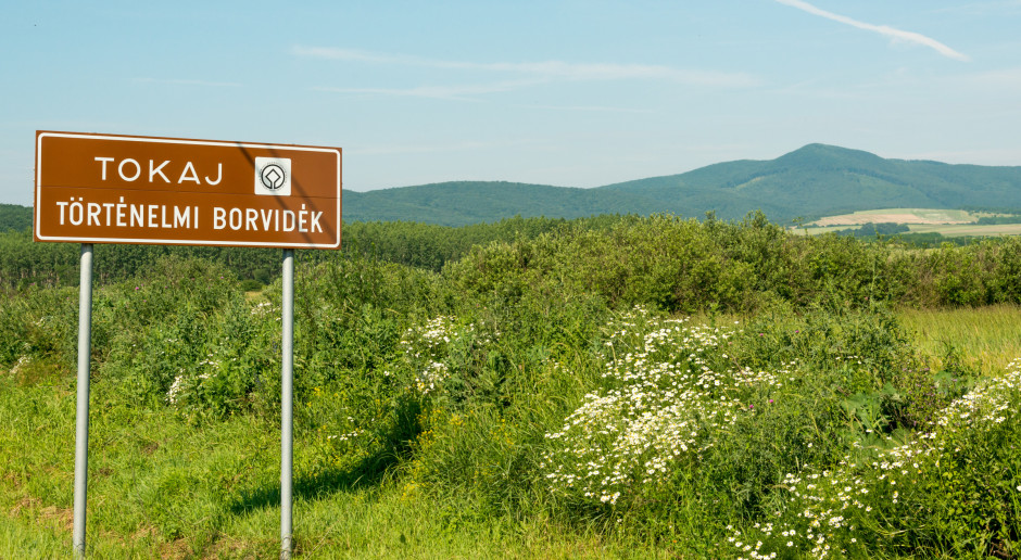 Fot. Shutterstock W tokajskich winnicach trwa winobranie